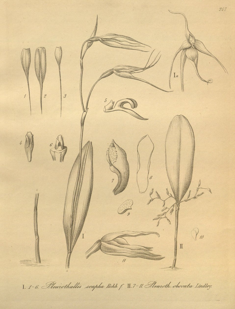 Illustration de Pleurothallis sirene - Heinrich Gustav Reichenbach