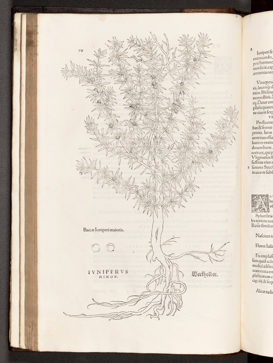 BT3.267.5 p.78 Genévrier, illustration de De historia stirpium commentarii insignes par Leonhart Fuchs, 1542 - Heinrich and Meyer, Albert Fullmaurer