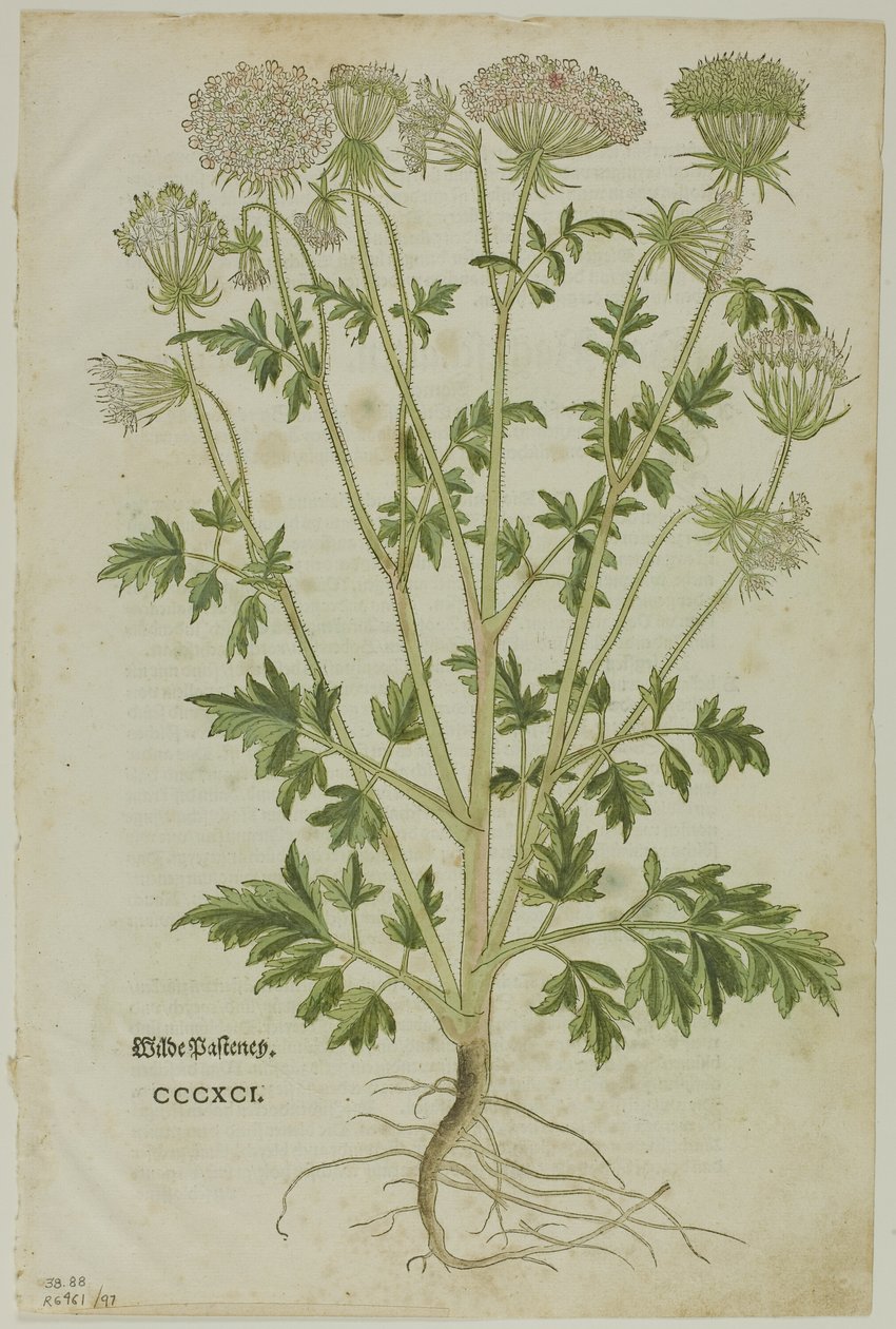 Feuille du Nouveau Kreuterbuch par Leonhart Fuchs, planche 97 de Gravures sur bois des livres du XVIe siècle - Heinrich Füllmaurer