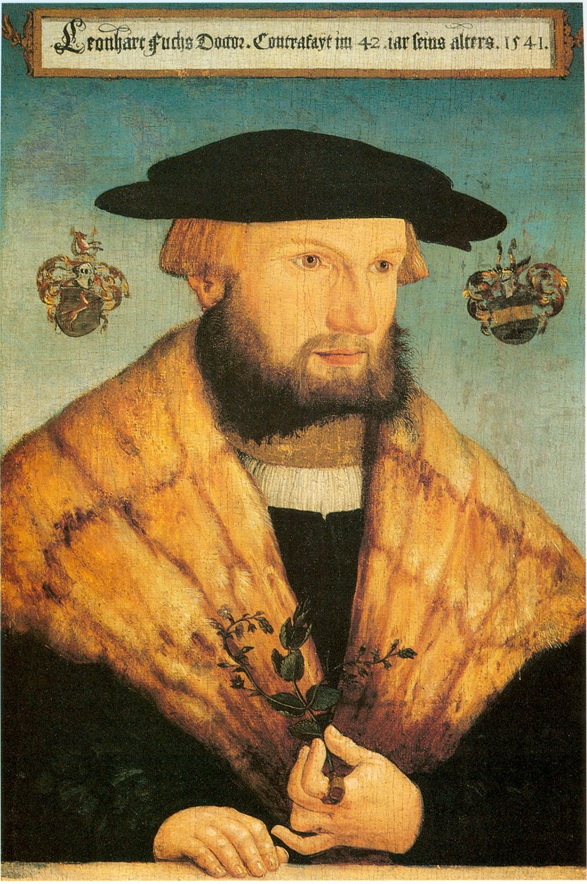 Portrait de Leonhart Fuchs (1501-1566) - Heinrich Füllmaurer