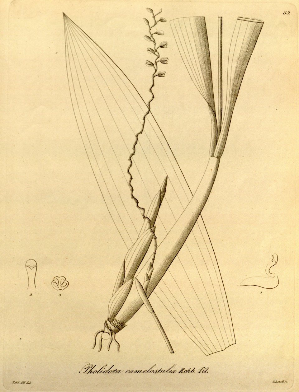 Illustration de Pholidota camelostalix - Heinrich Gustav Reichenbach
