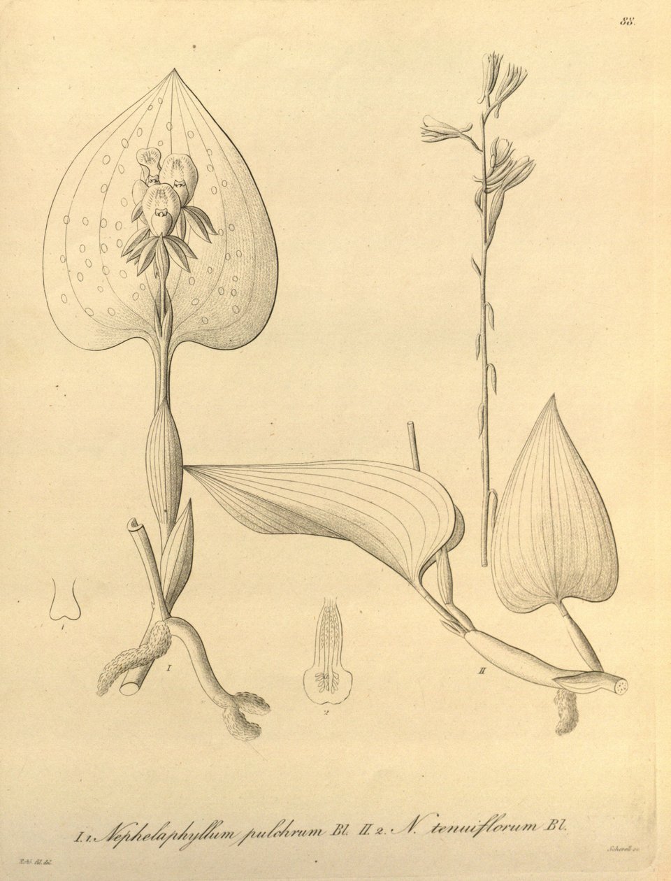Ce fichier provient de la Bibliothèque du patrimoine de la biodiversité, et est disponible en ligne sur biodiversitylibrary.org/page/696488 - Heinrich Gustav Reichenbach