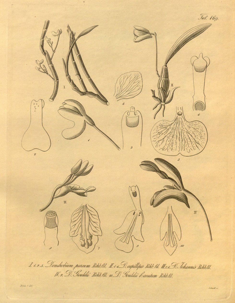 Ce fichier provient de la Bibliothèque du patrimoine de la biodiversité et est disponible en ligne sur biodiversitylibrary.org/page/698365 - Heinrich Gustav Reichenbach