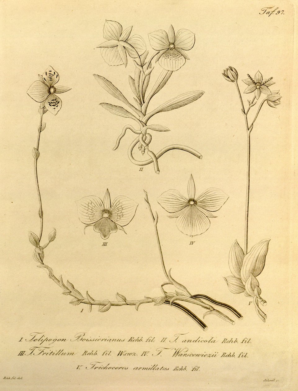 Ce fichier provient de la Bibliothèque du patrimoine de la biodiversité, et est disponible en ligne sur biodiversitylibrary.org/page/696497 - Heinrich Gustav Reichenbach