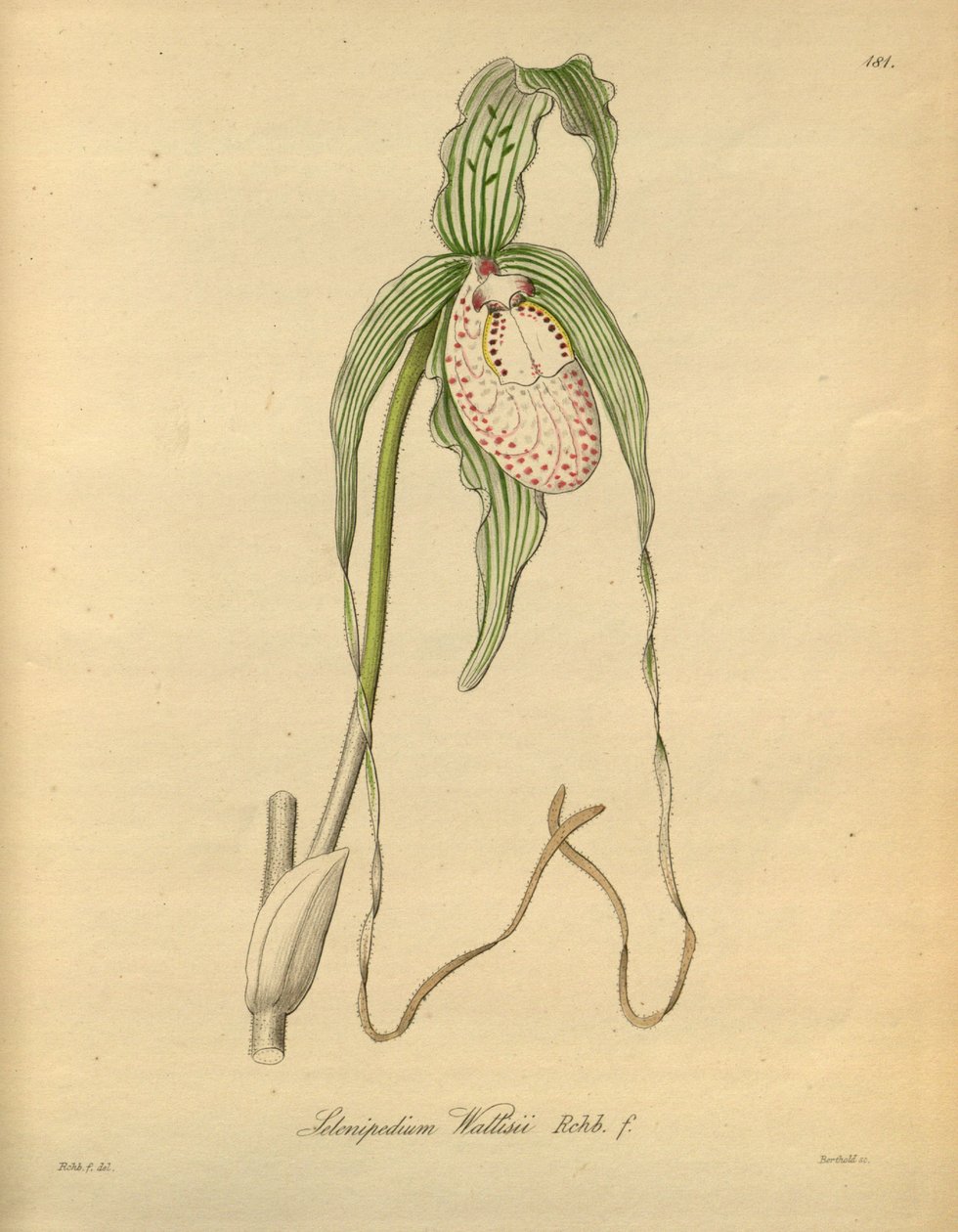 Ce fichier provient de la Bibliothèque du patrimoine de la biodiversité, et est disponible en ligne sur biodiversitylibrary.org/page/698377 - Heinrich Gustav Reichenbach