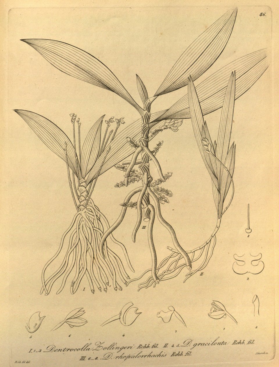 Ce fichier provient de la Bibliothèque du patrimoine de la biodiversité, et est disponible en ligne sur biodiversitylibrary.org/page/696486 - Heinrich Gustav Reichenbach