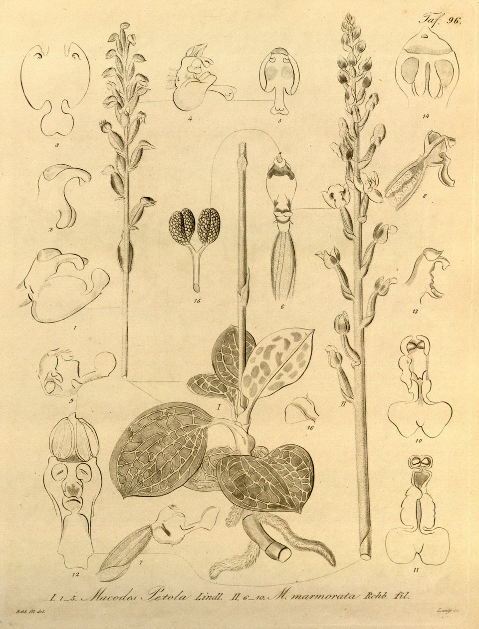 Ce fichier provient de la Bibliothèque de la biodiversité et est disponible en ligne sur biodiversitylibrary.org/page/696496 - Heinrich Gustav Reichenbach