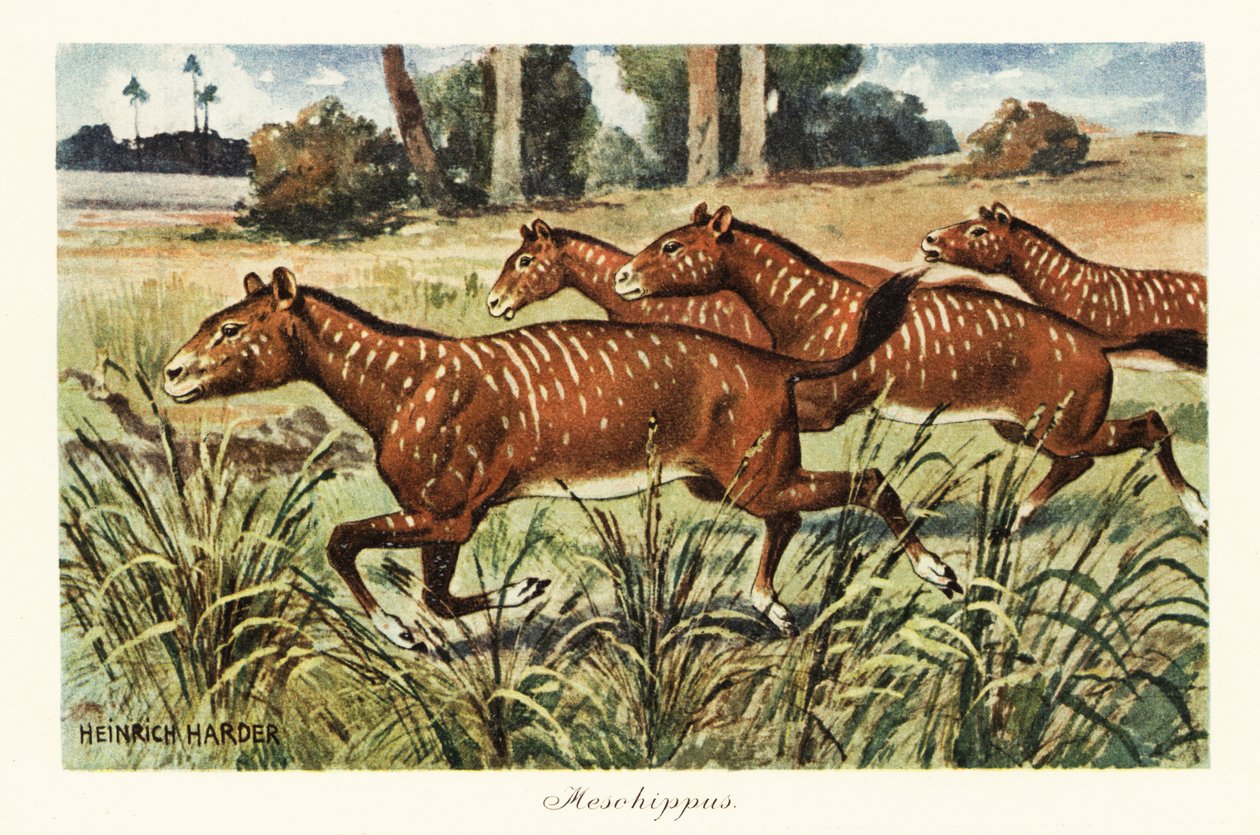 Mesohippus, genre éteint de cheval primitif, 1908 - Heinrich Harder