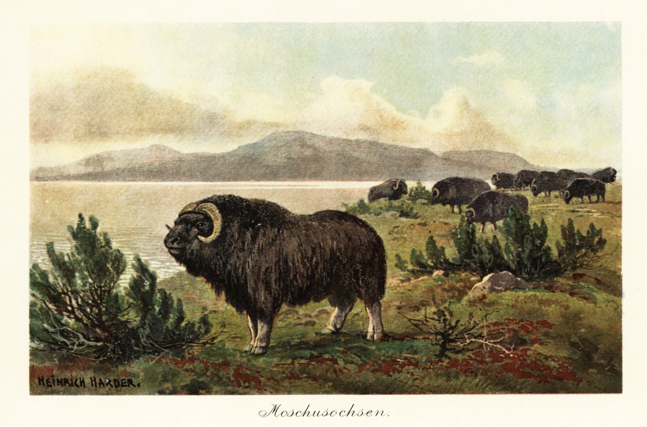 Bœuf musqué, Ovibos moschatus, 1908 (impression) - Heinrich Harder