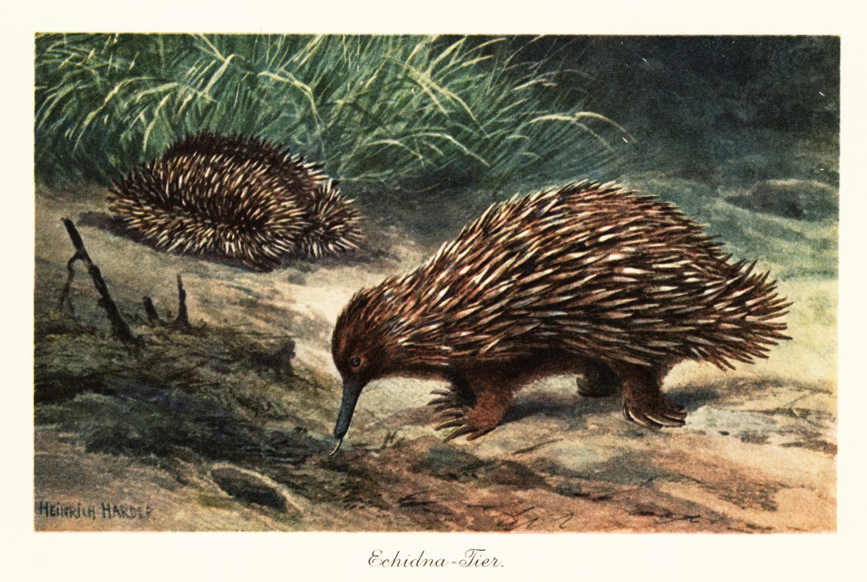 Échidné à bec court, Tachyglossus aculeatus, cherchant de la nourriture - Heinrich Harder