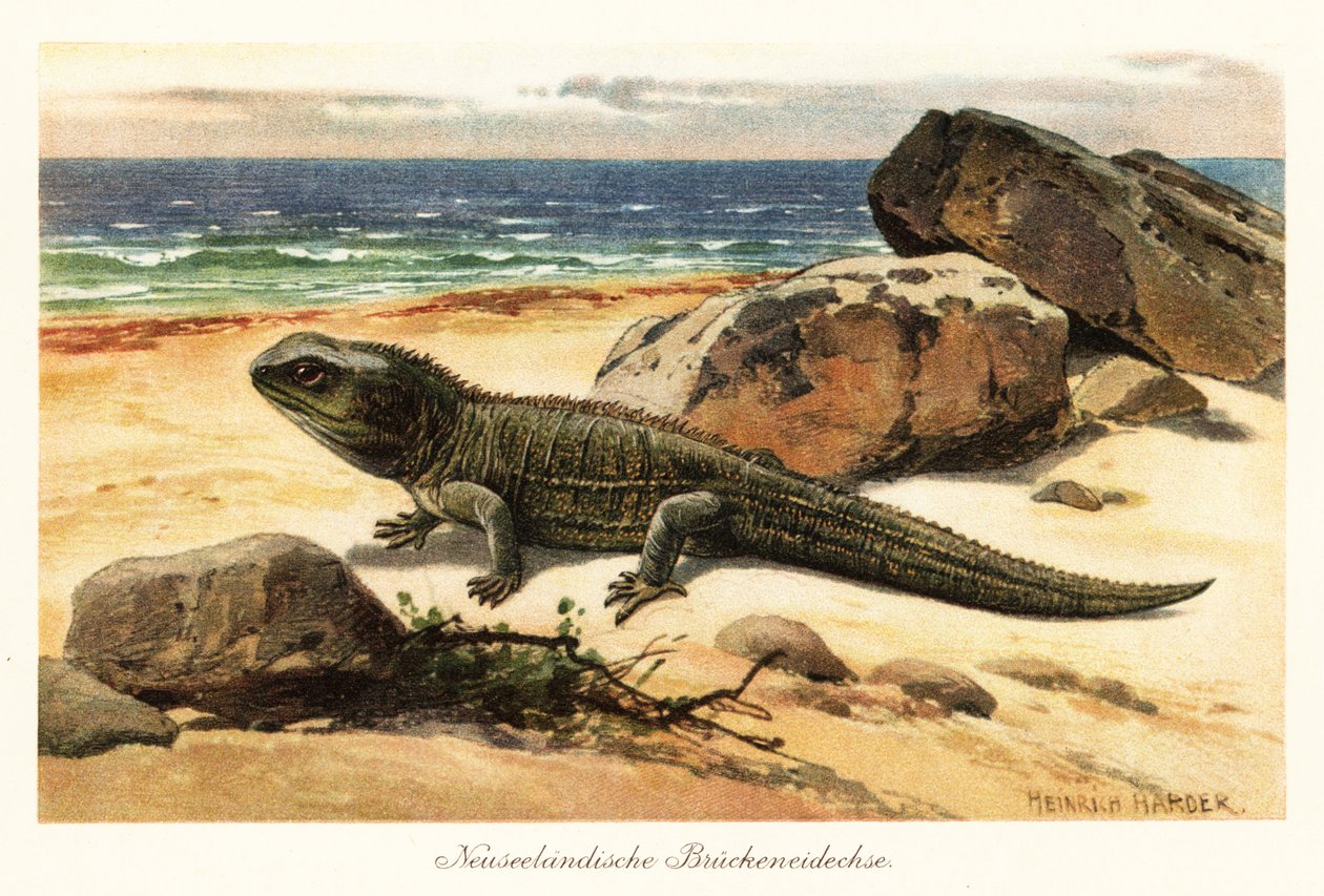 Tuatara vulnérable, Sphenodon punctatus, sur le rivage - Heinrich Harder