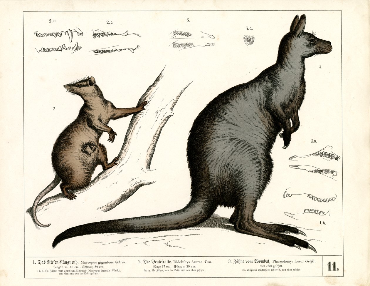 Marsupiaux australiens et américains - Heinrich Leutemann