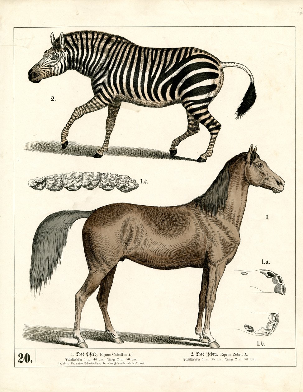  - Heinrich Leutemann