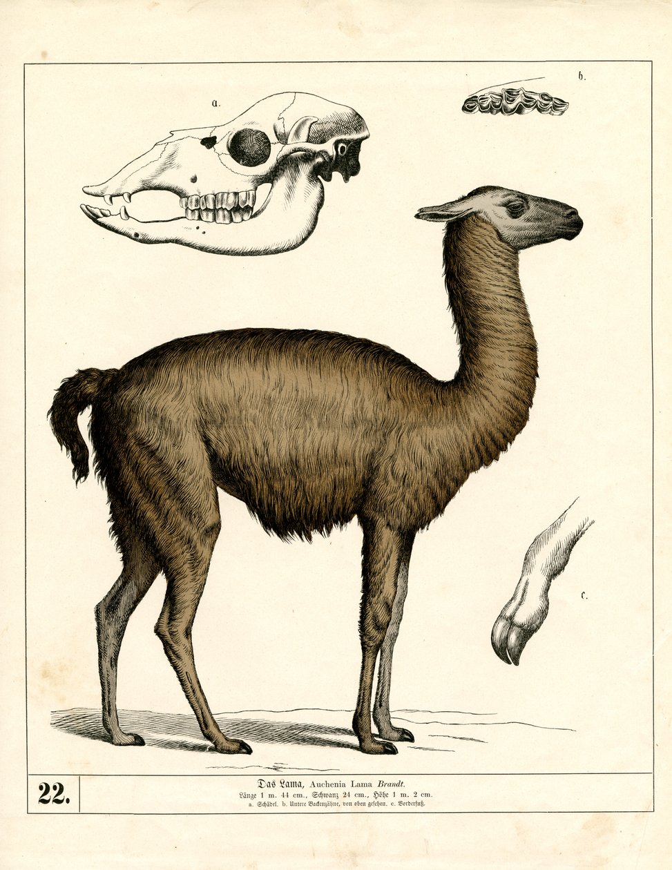  - Heinrich Leutemann