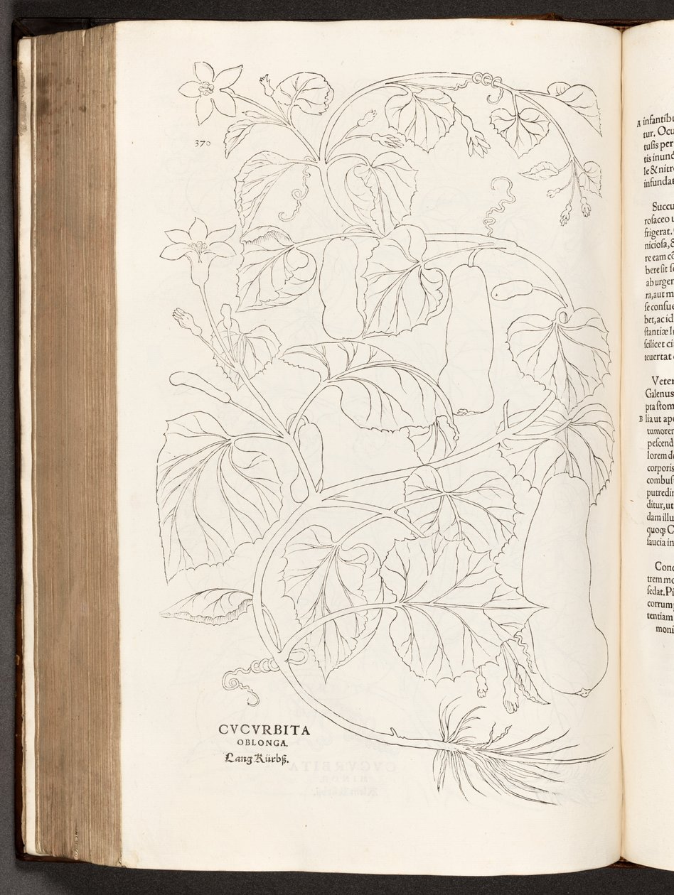 Courgette, illustration de De historia stirpium commentarii insignes par Leonhart Fuchs, 1542 - Heinrich and Meyer, Albert Fullmaurer