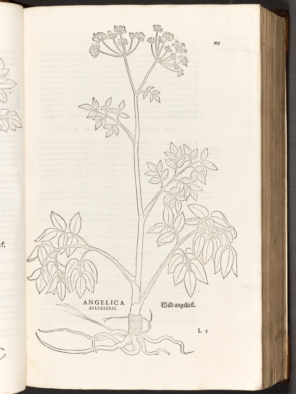 Angélique sauvage, illustration de De historia stirpium commentarii insignes par Leonhart Fuchs, 1542 - Heinrich and Meyer, Albert Fullmaurer