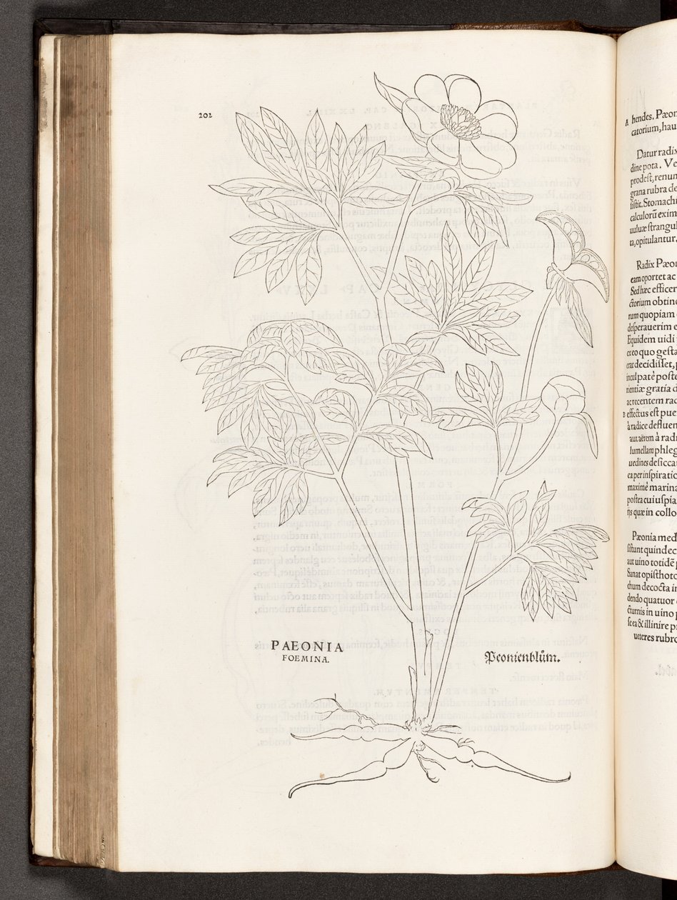 Pivoine, illustration de De historia stirpium commentarii insignes par Leonhart Fuchs, 1542 - Heinrich and Meyer, Albert Fullmaurer