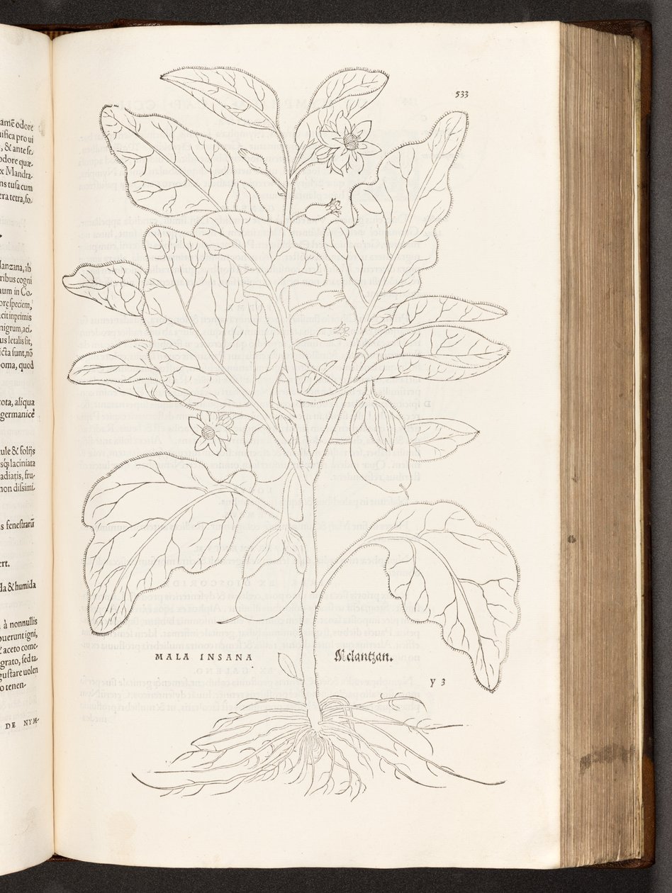 Aubergine, illustration de De historia stirpium commentarii insignes par Leonhart Fuchs, 1542 - Heinrich and Meyer, Albert Fullmaurer