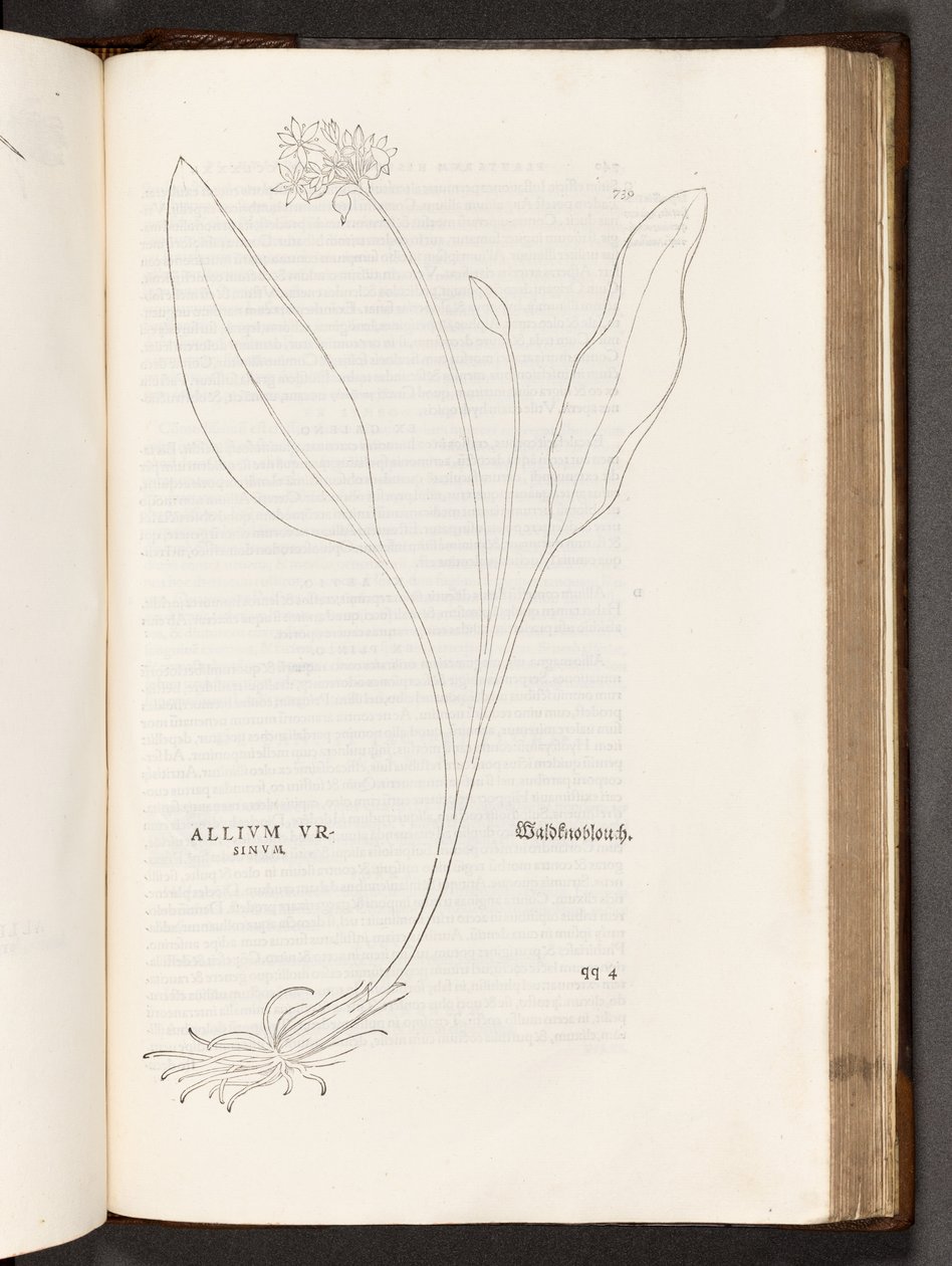 Allium, illustration de De historia stirpium commentarii insignes par Leonhart Fuchs, 1542 - Heinrich and Meyer, Albert Fullmaurer