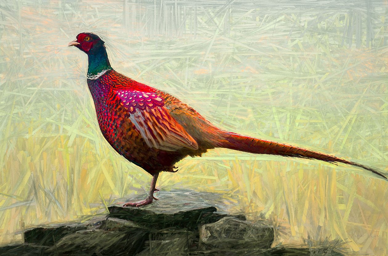 Faisan agréable, 2018 - Helen White