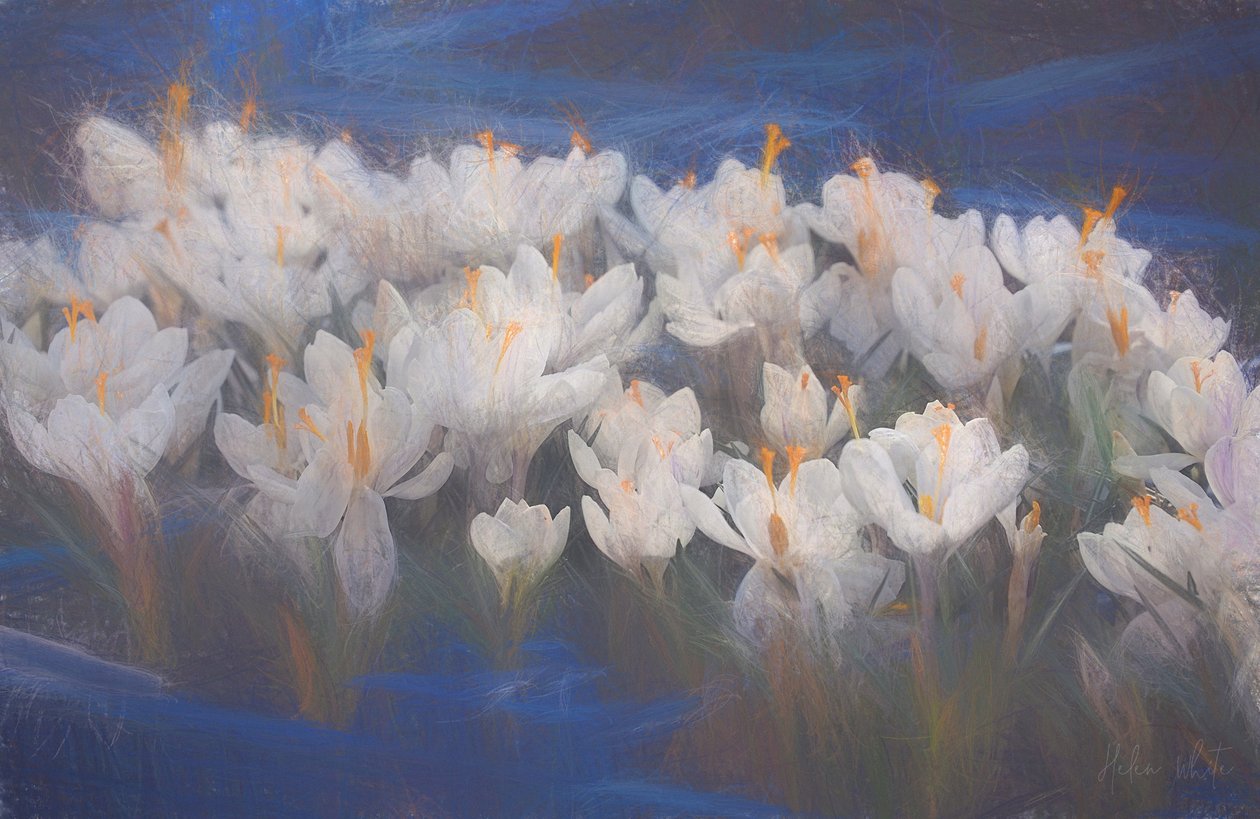 Crocus de printemps, 2018 - Helen White