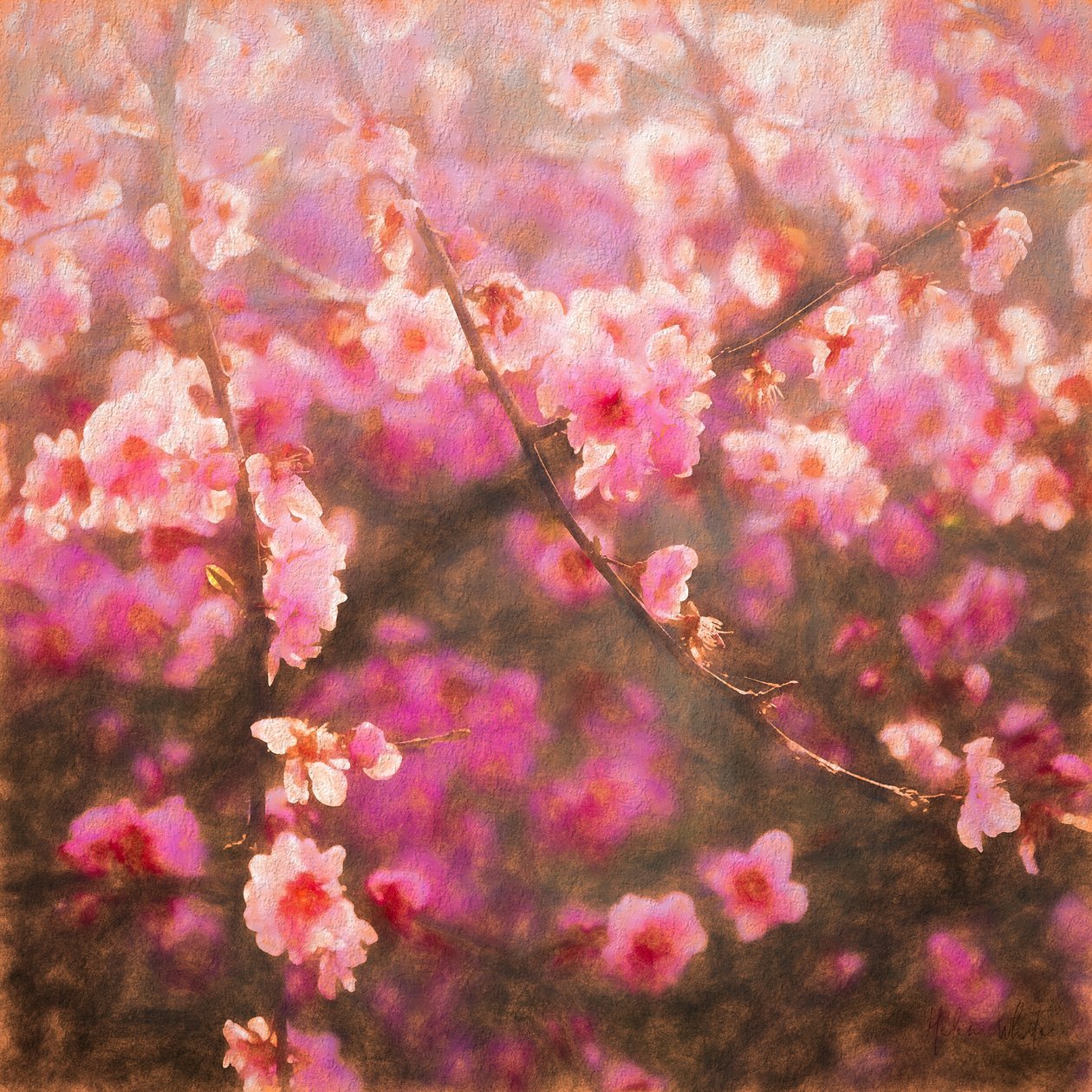 Printemps éclos - Helen White