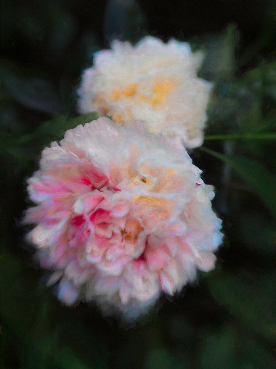 Pivoines d
