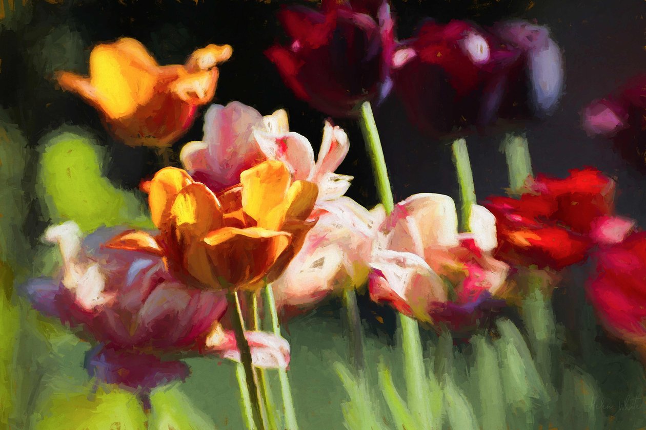 Champ de tulipes - Helen White