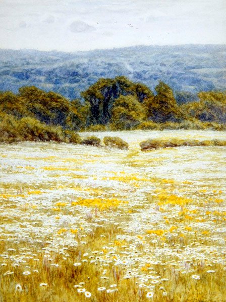 Marguerites, près de Westerham, Kent - Helen Allingham