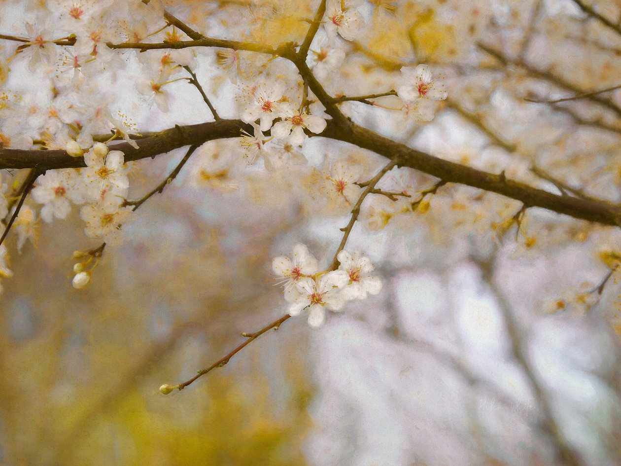 Printemps doré, 2019 - Helen White