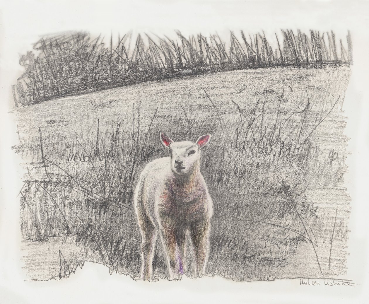 Lamby, 2016 - Helen White