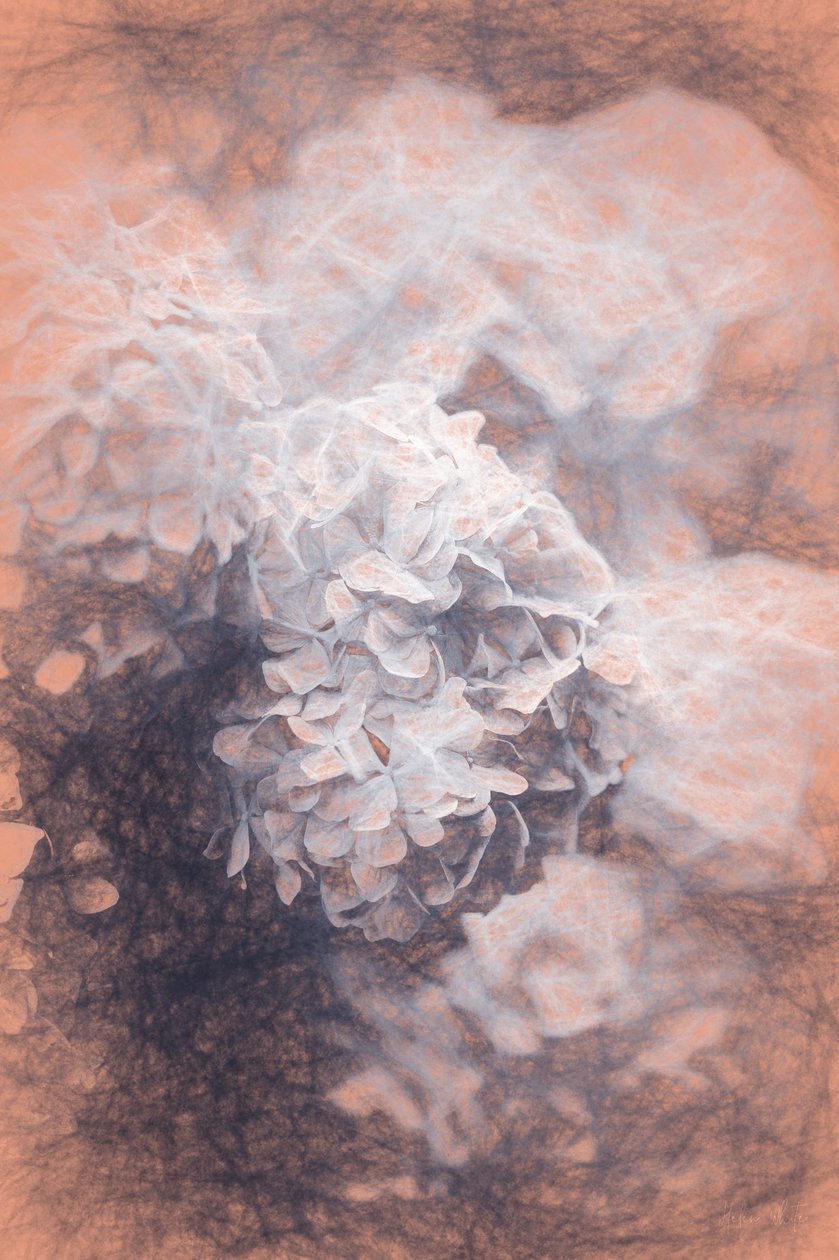 Hortensias pastel, 2018 - Helen White