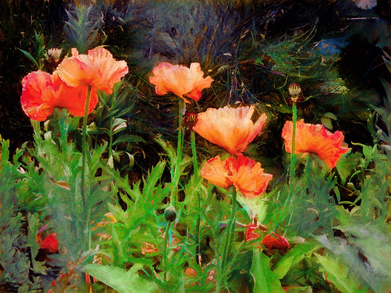 Coquelicots pêche, 2020 - Helen White