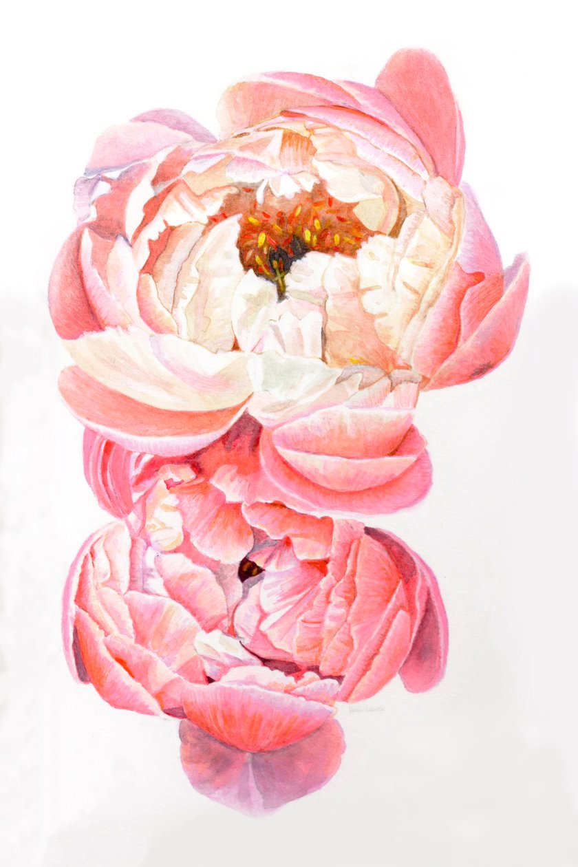 Pivoines, 2021 - Helen White