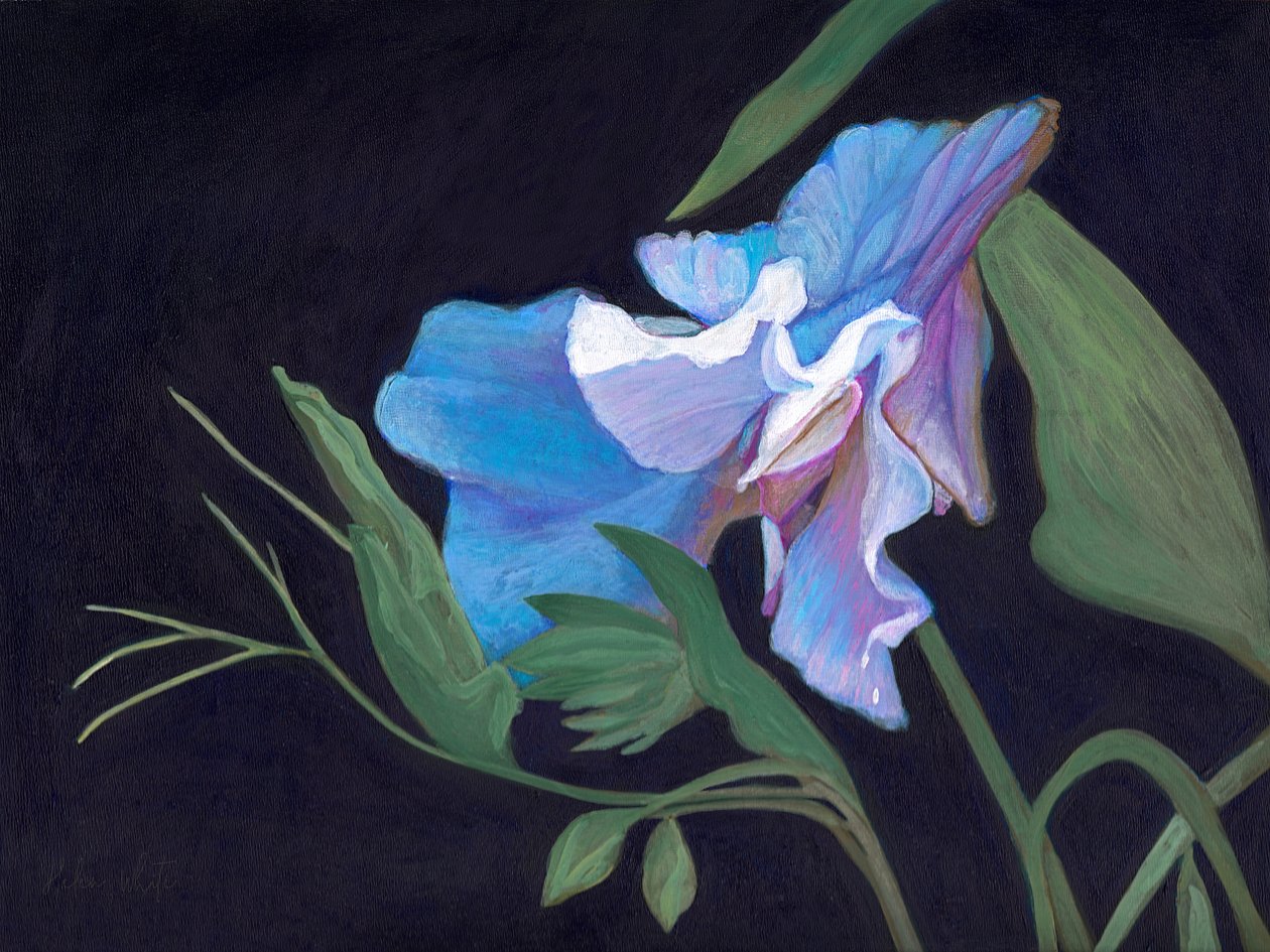 Pois de senteur, 2020 - Helen White