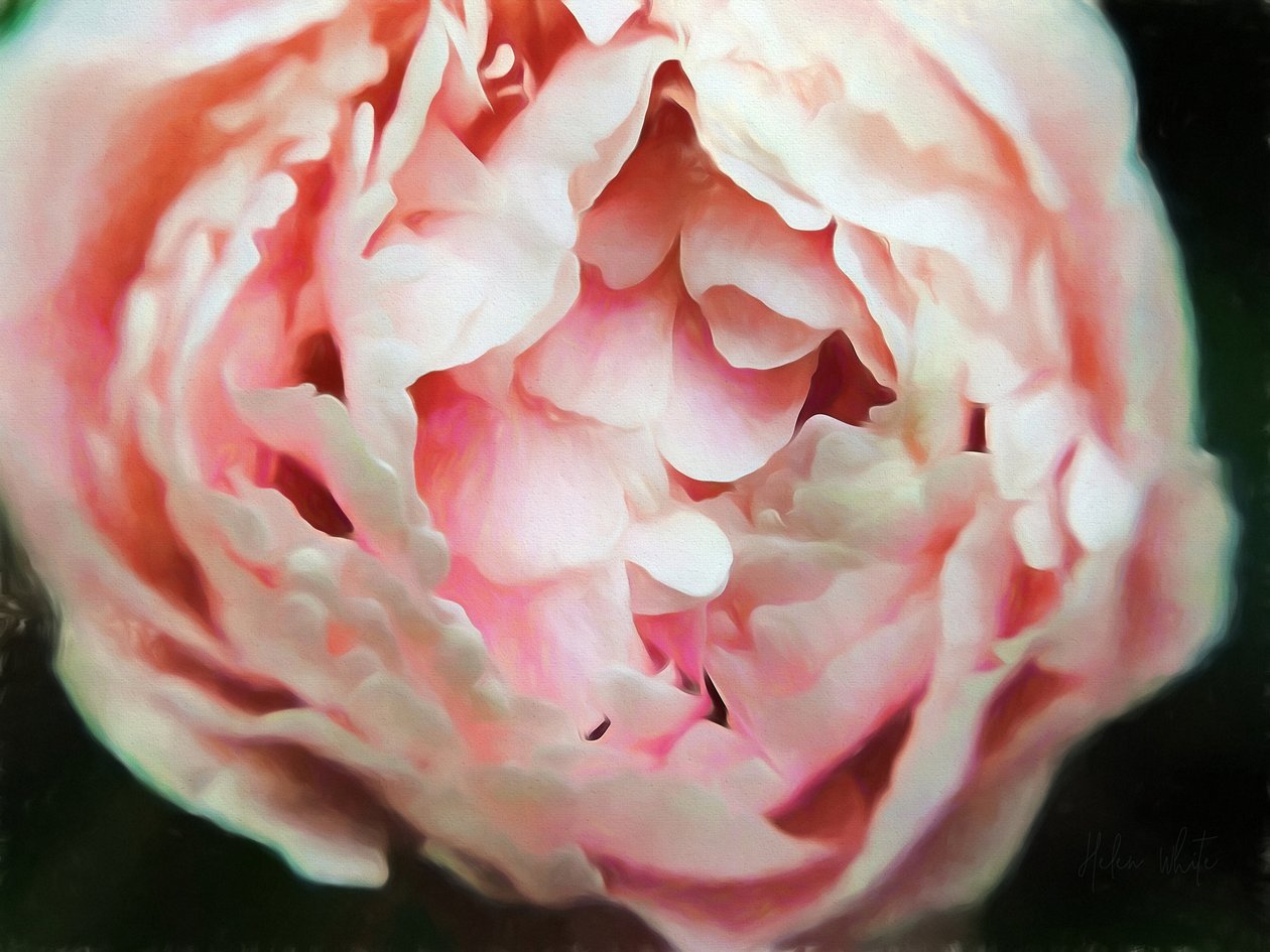 Cœur tendre, 2018 - Helen White