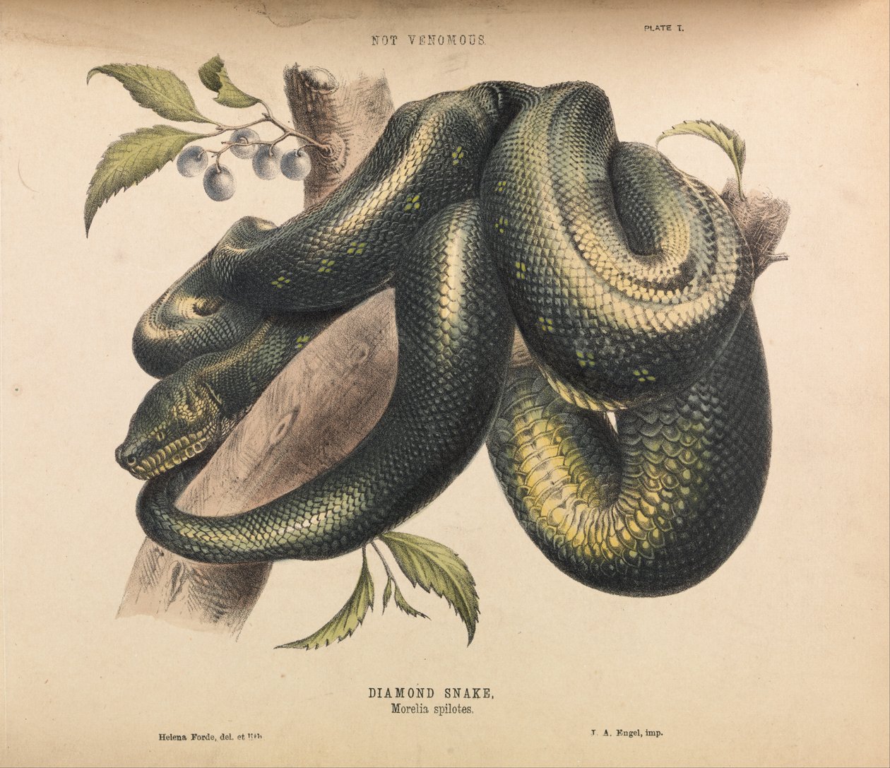 Serpent diamant, Morelia spilotes - Helena Forde