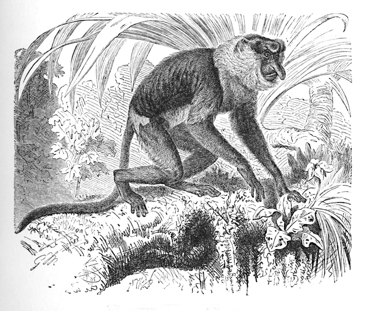 Singe nasique, vers 1900 - Helena J. Maguire