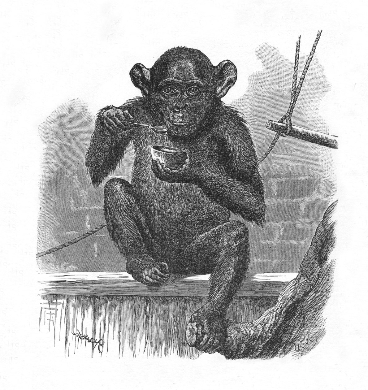 Le Chimpanzé Sally, vers 1900 - Helena J. Maguire
