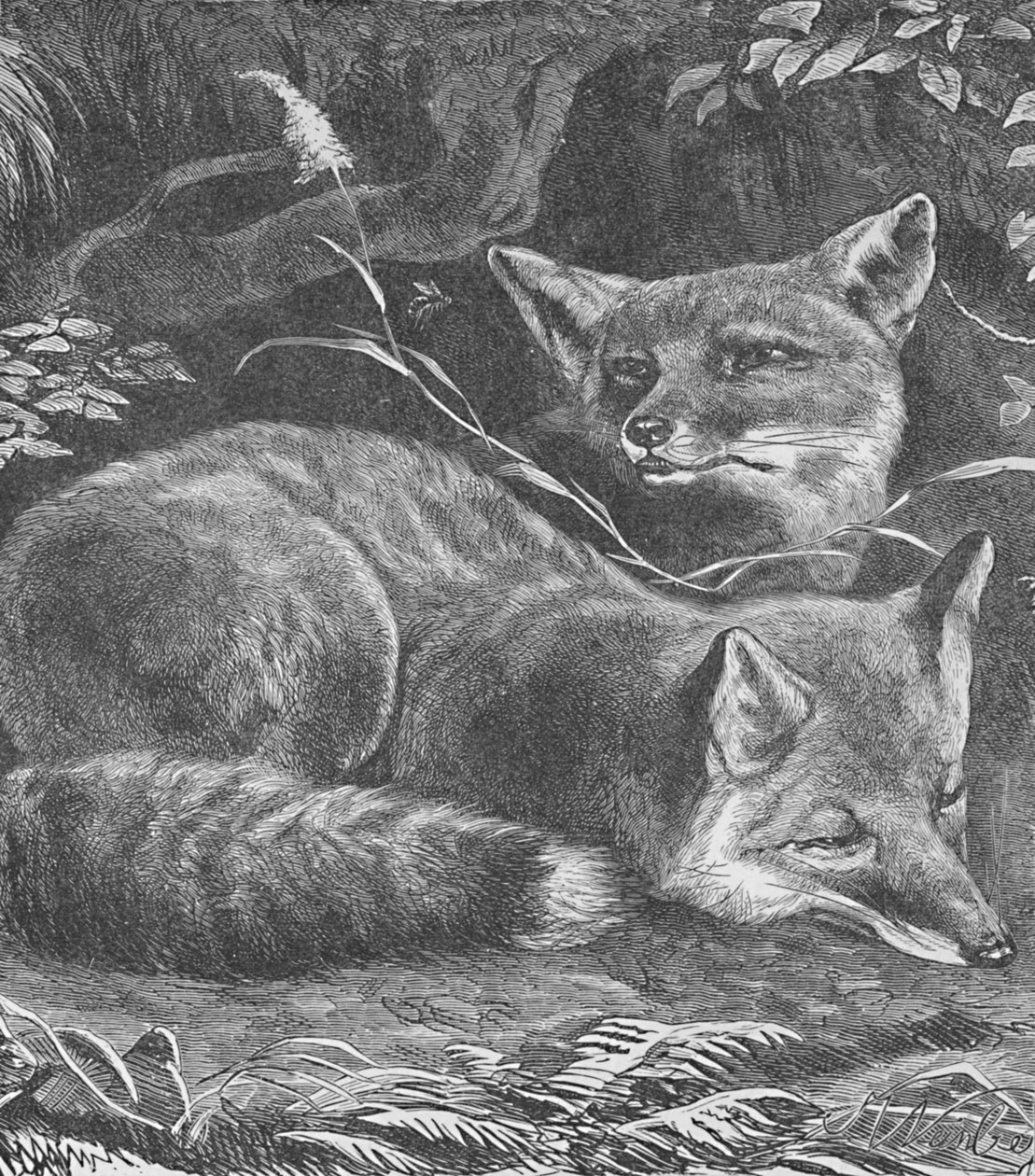 Le renard à la maison - Helena J. Maguire