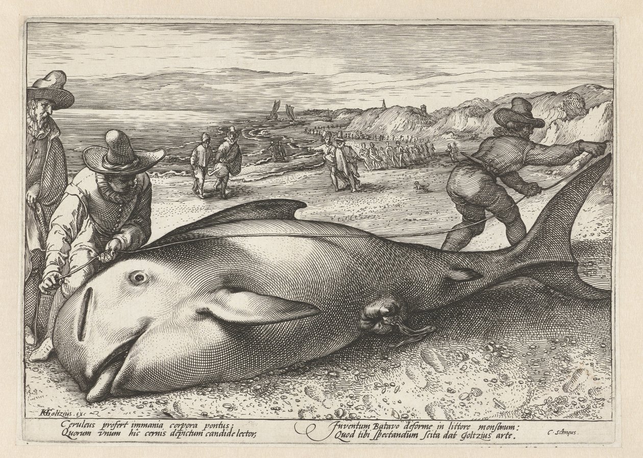 Deux hommes mesurant une baleine échouée - Hendrick Goltzius (workshop of)