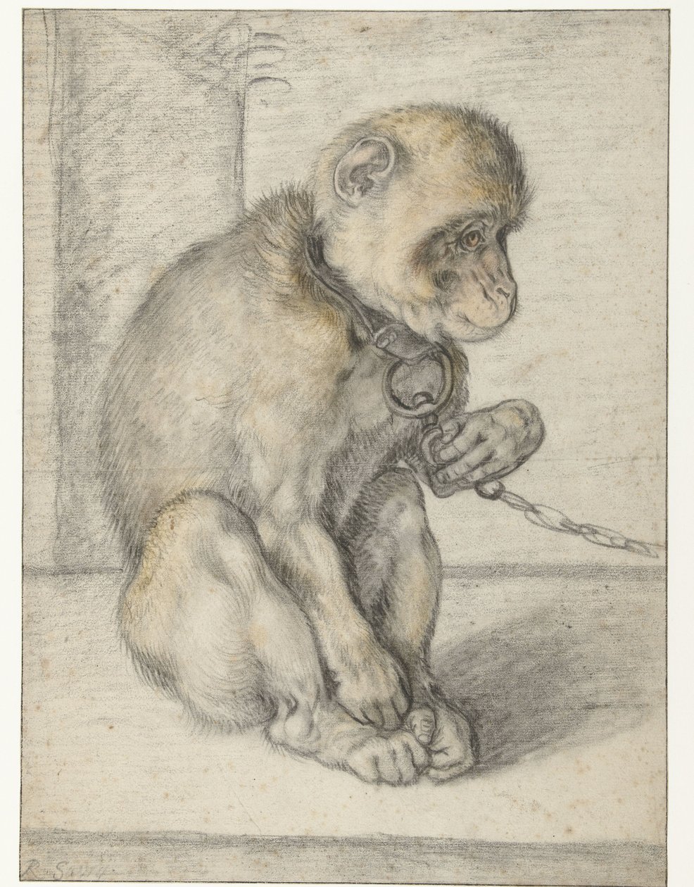 Singe assis enchaîné - Hendrick Goltzius