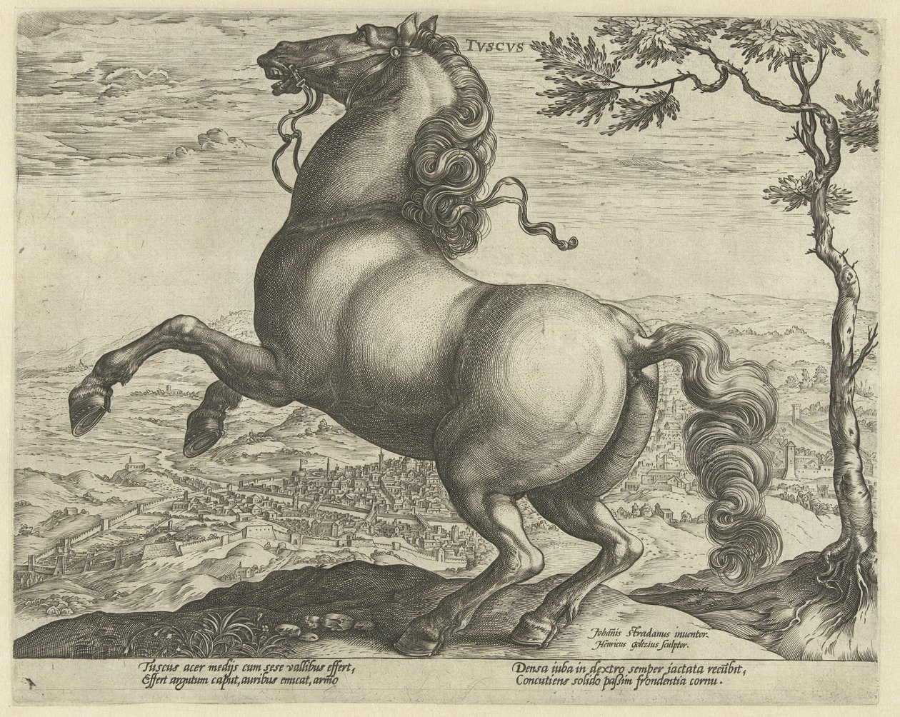 Cheval de Toscane - Hendrick Goltzius