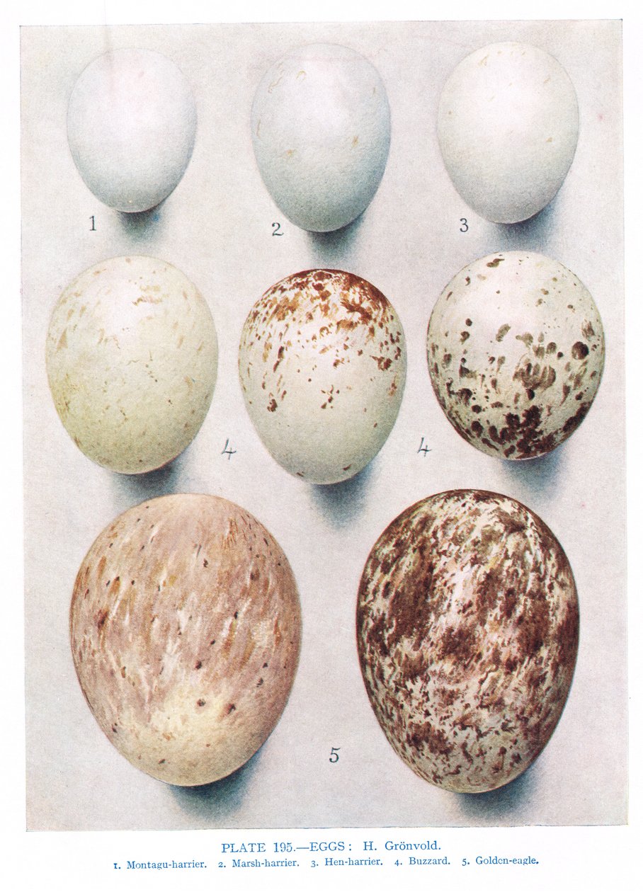 Œufs : Perdrix : Perdrix rouge : etc., illustration de 