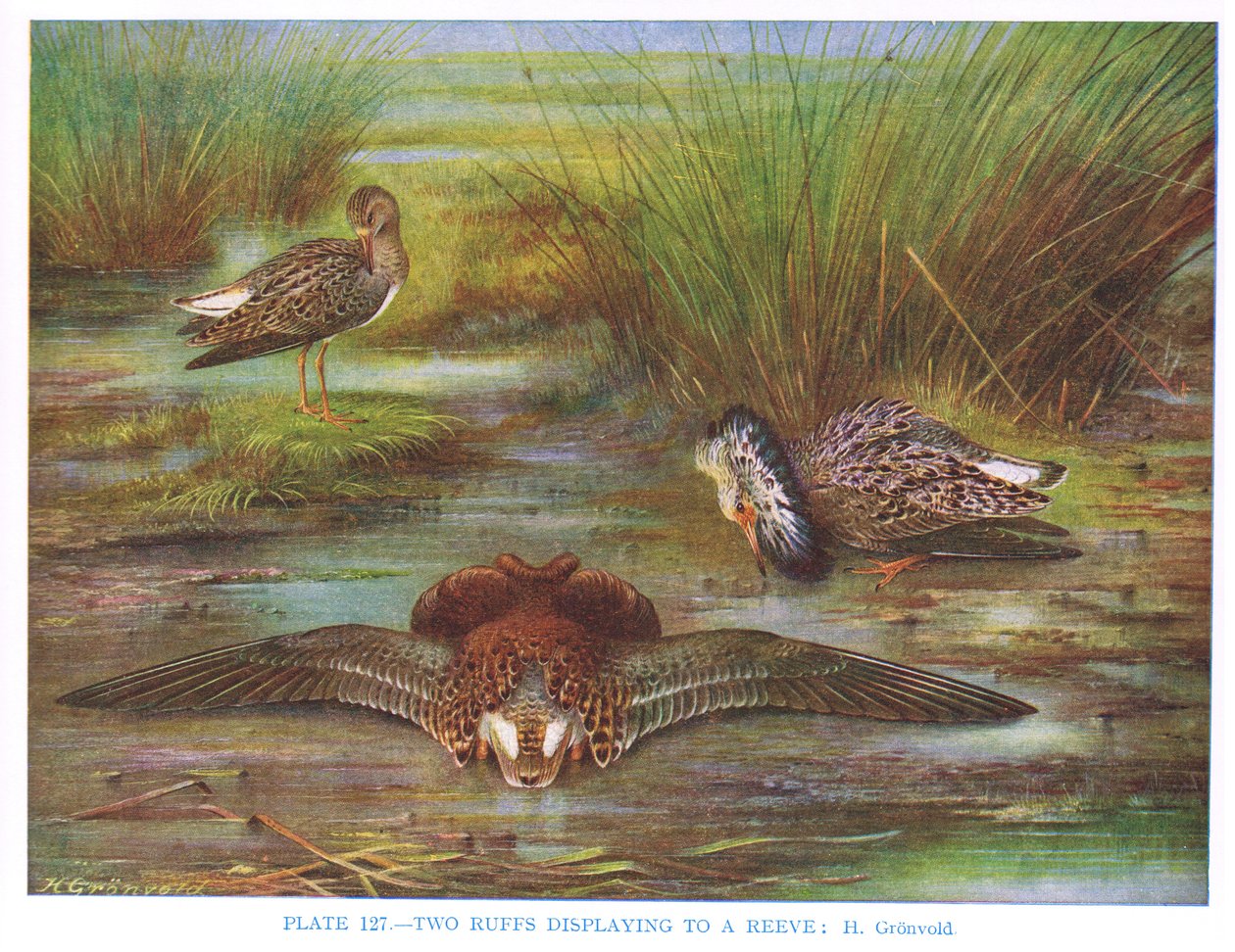 Combats de combattants pour une femelle, illustration de 