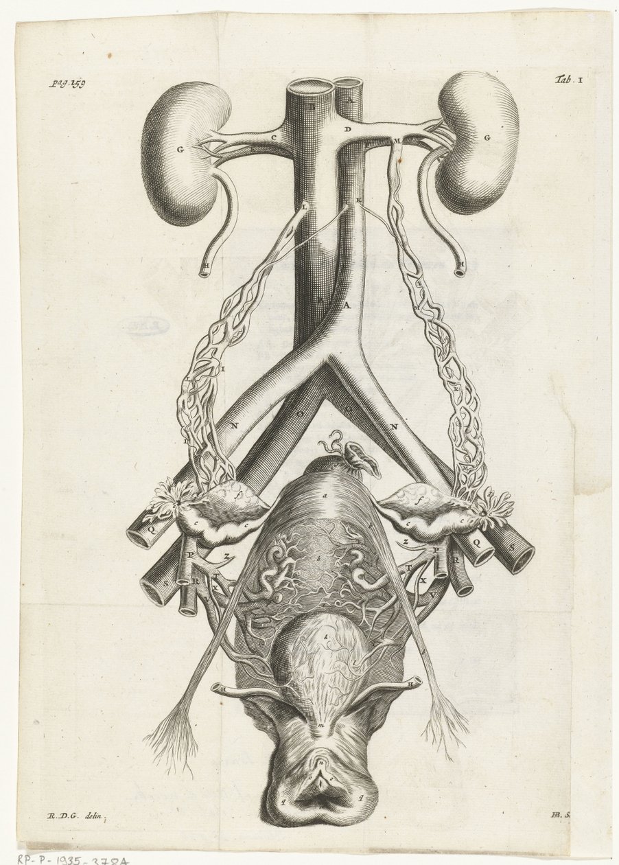 Illustration anatomique des organes génitaux féminins et des reins Illustration de livre pour : Reinier de Graaf, Alle de wercken, Amsterdam, 1686 - Hendrik Bary