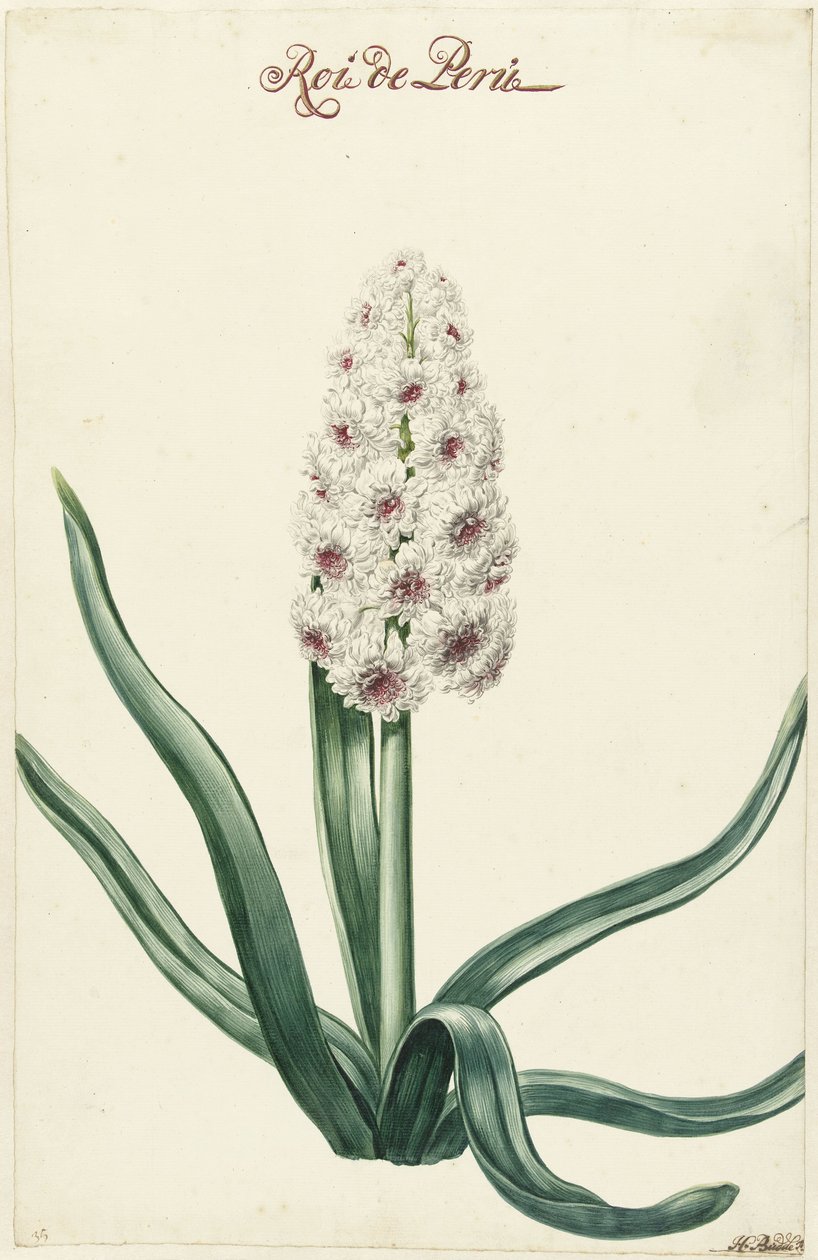 Jacinthe blanche, Roi du Pérou - Hendrik Budde