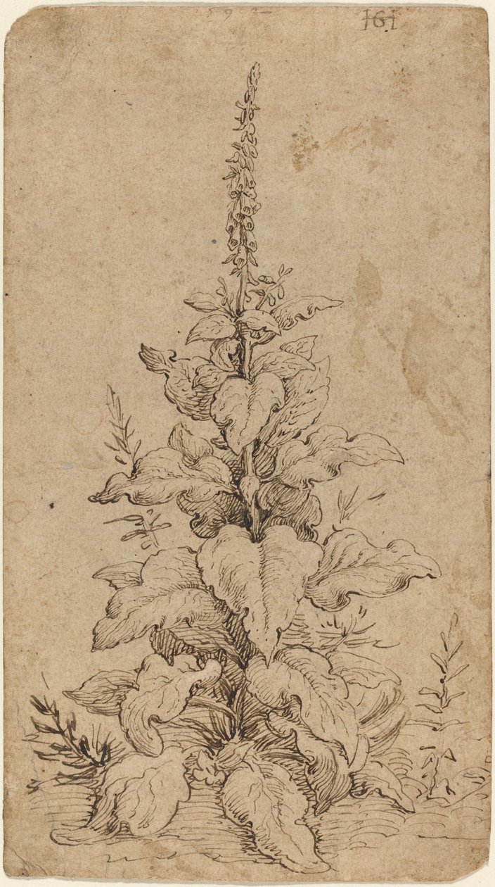 Une digitale en fleur - Hendrik Goltzius
