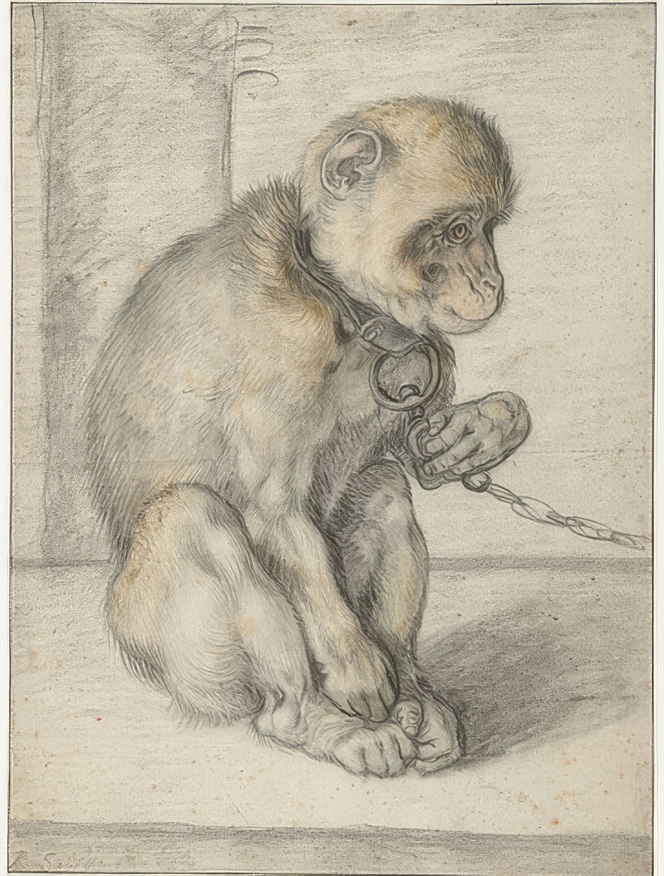 Un singe assis enchaîné - Hendrik Goltzius
