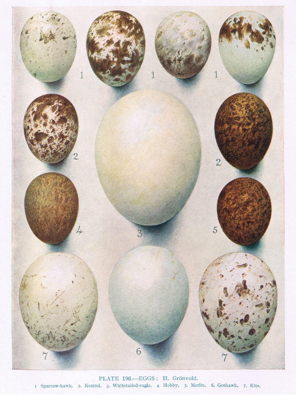 Œufs : Busard de Montagu : Busard des roseaux : etc., illustration de 